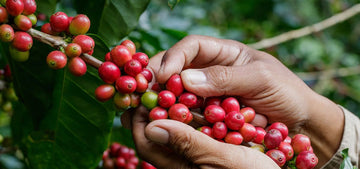 The Specialty Coffee Revolution