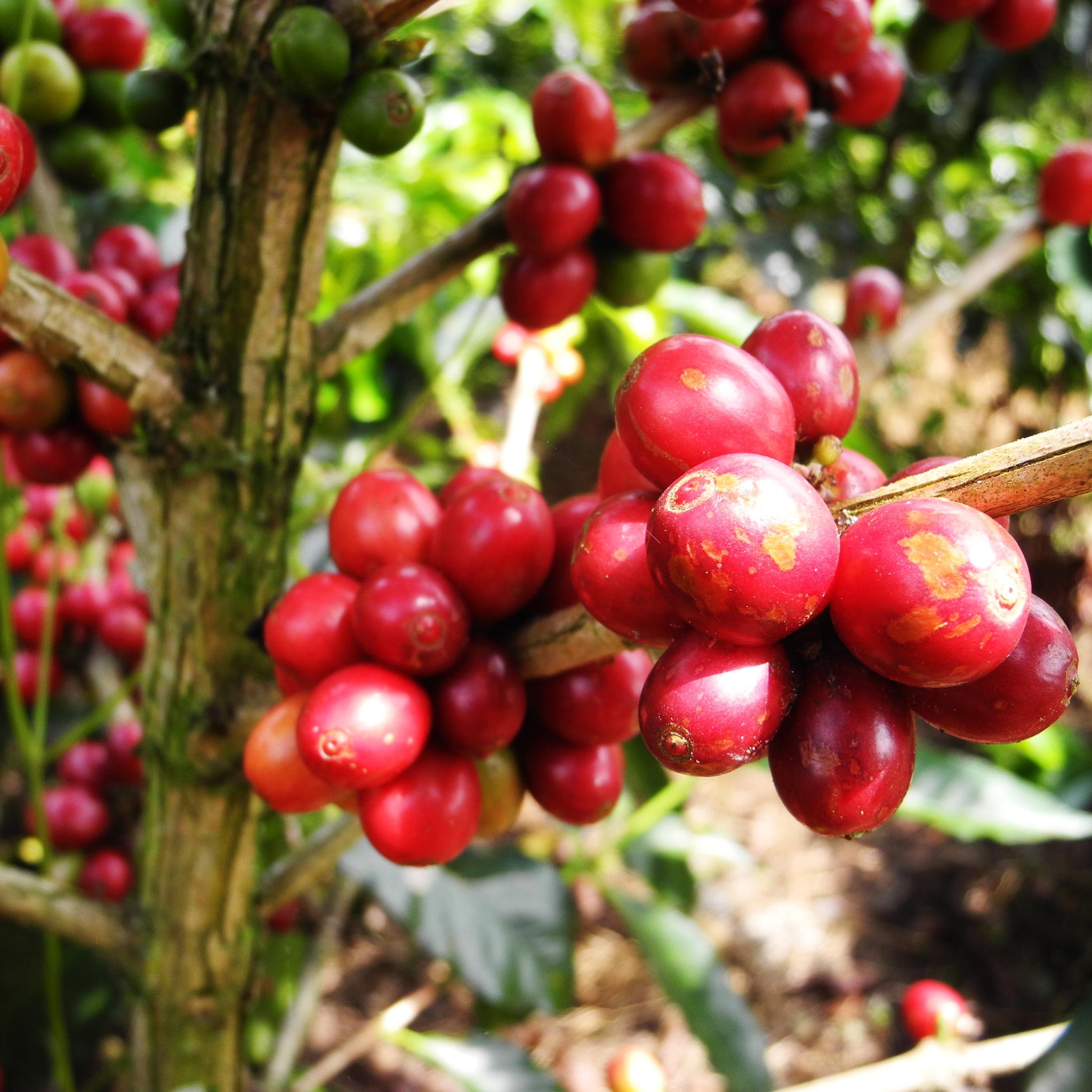 How We started discovering Coffee