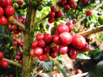 How We started discovering Coffee